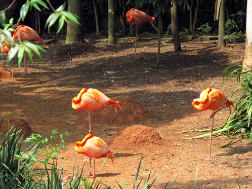ZOOLOGICO DE SAO PAULO flamingo flamingo