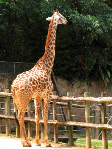 girafaleve