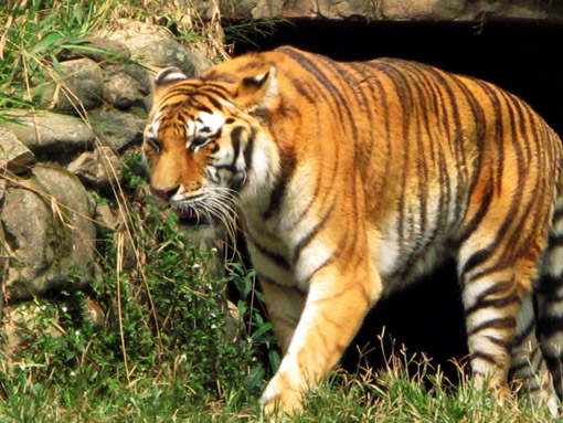ZOOLOGICO DE SAO PAULO