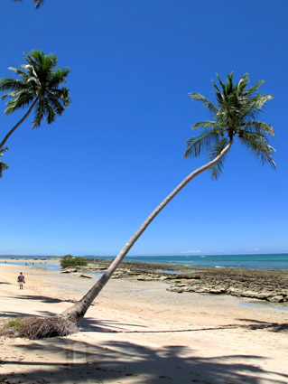 COQUEIRO NA PRAIA DOS CARNEIROS Coqueiro na praia dos carneiros