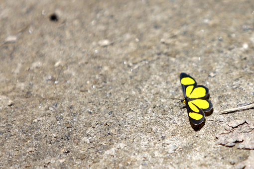 HORTO FLORESTAL CAMPOS DE JORDAO borboleta