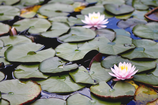 HORTO FLORESTAL CAMPOS DE JORDAO flor de lotus