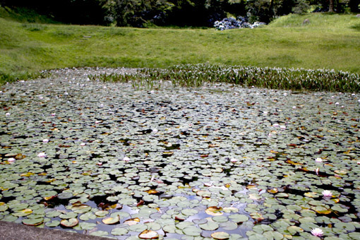 HORTO FLORESTAL CAMPOS DE JORDAO lago