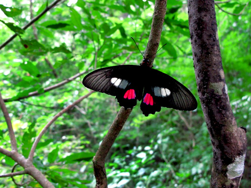ABISMO DE ANHUMAS borboleta1