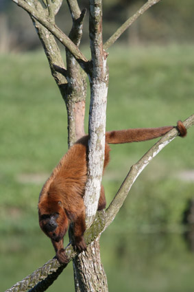 SAFARI NO PORTOBELLO RESORT