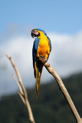 ARARA NO SAFARI PORTOBELLO RESORT