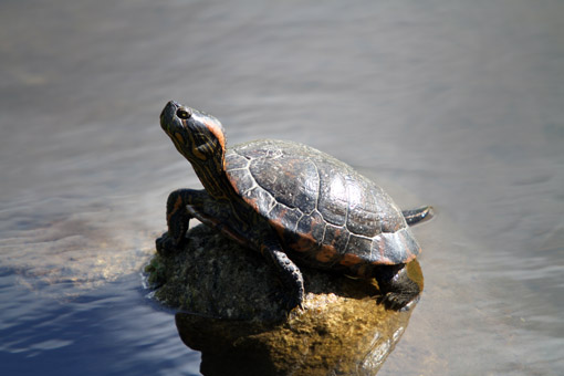 SAFARI NO PORTOBELLO RESORT