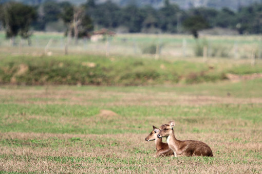 SAFARI NO PORTOBELLO RESORT