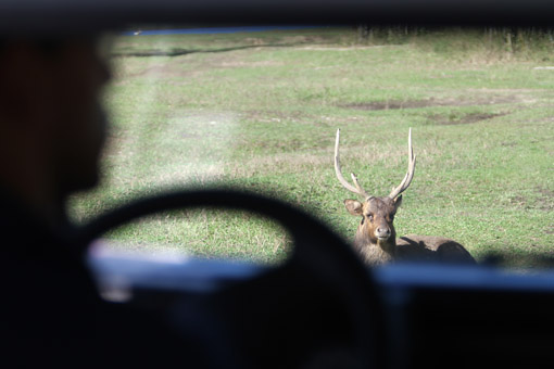 SAFARI NO PORTOBELLO RESORT