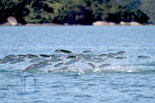 CARDUME SALTA EM PASSEIO DE BARCO EM ANGRA CARDUME SALTA EM PASSEIO DE BARCO EM ANGRA