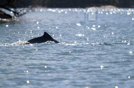 GOLFINHO NO PASSEIO DE BARCO EM ANGRA GOLFINHO NO PASSEIO DE BARCO EM ANGRA