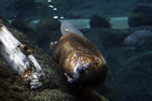 CASTOR NO BIODOME MONTREAL