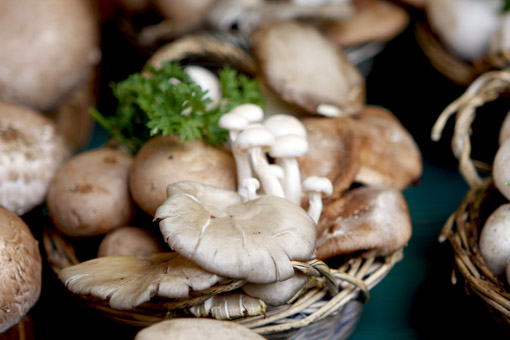 COGUMELOS NO JEAN-TALON MARKET EM MONTREAL