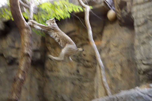 LINCE SALTANDO NO BIODOME MONTREAL