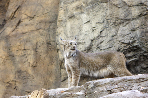LINCE NO BIODOME MONTREAL