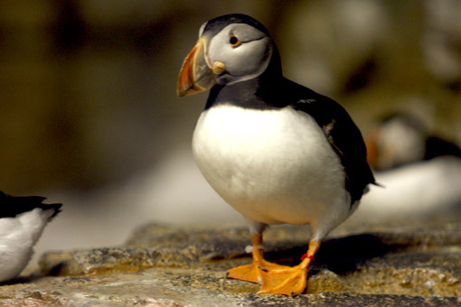 PINGUIN NO BIODOME MONTREAL