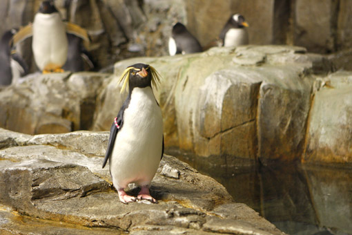 PINGUIN NO BIODOME MONTREAL