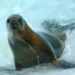 lobo marino1