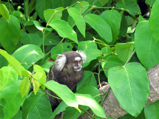 Sagui1