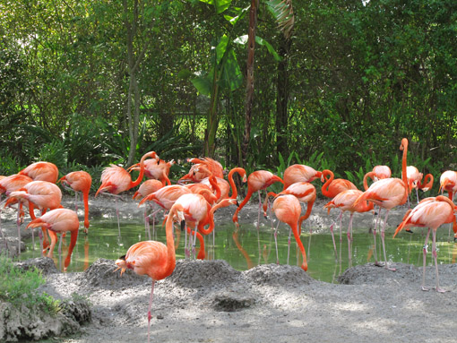 Flamingos no Miami Zoo