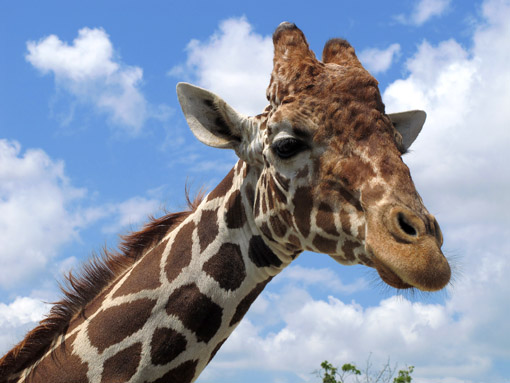 Animais no Miami Zoo