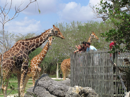 Animais no Miami Zoo