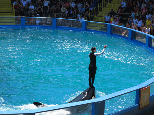SHOW NO MIAMI AQUARIUM