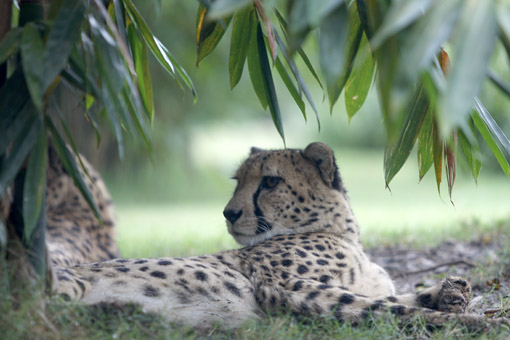 BUSCH GARDENS GUEPARDO