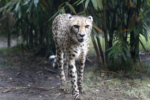 BUSCH GARDENS GUEPARDO