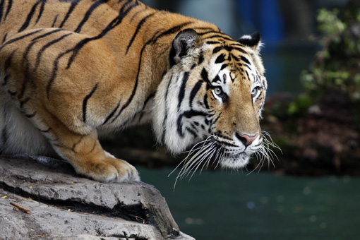 TIGRE BUSCH GARDENS TAMPA