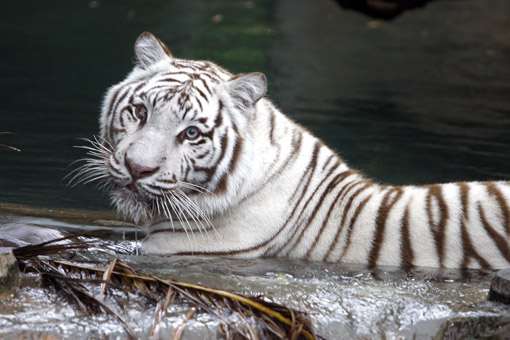TIGRE BUSCH GARDENS TAMPA