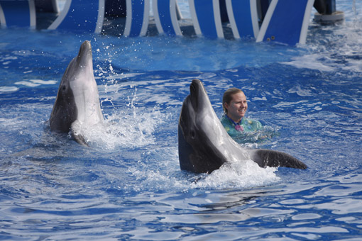 Show dos golfinhos SeaWorld