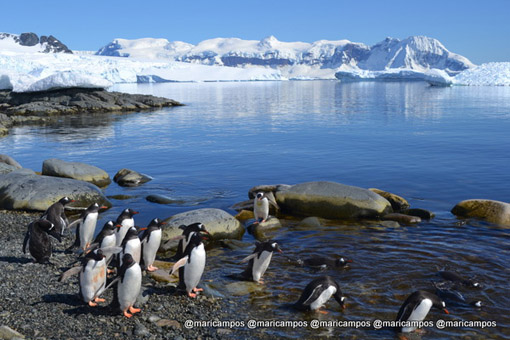 Pinguins na Antártida 