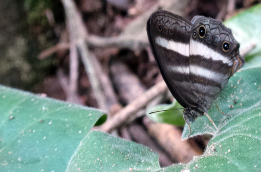 CANTO DA FLORESTA RESORT