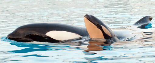 Orca e filhote Seaworld