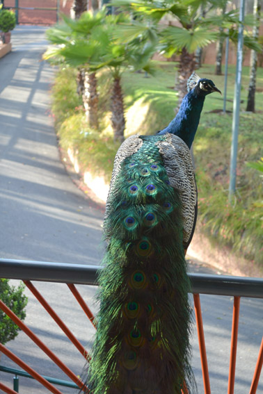 OSCAR INN ECO RESORT