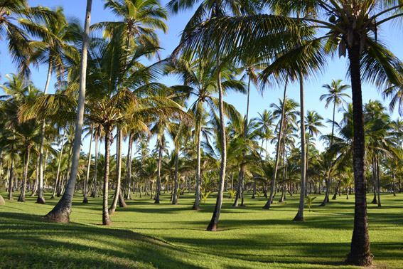 Transamrica de Comandatuba