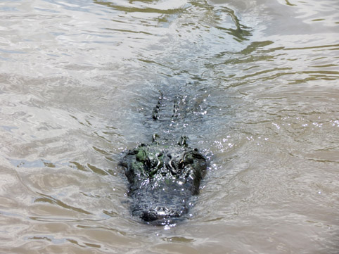 Crocodilo da Florida