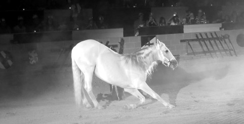 Medieval Times Orlando