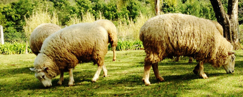 ovelhas