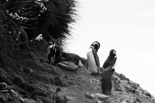 Pinguins na Pinguinera Ancud Chile