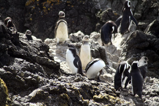 Pinguins na Pinguinera Ancud 4
