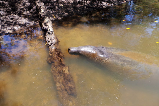 Santuário do Peixe-Boi Marinho em Alagoas Peixe boi marinho