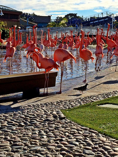 Sea World San Diego Flamingos