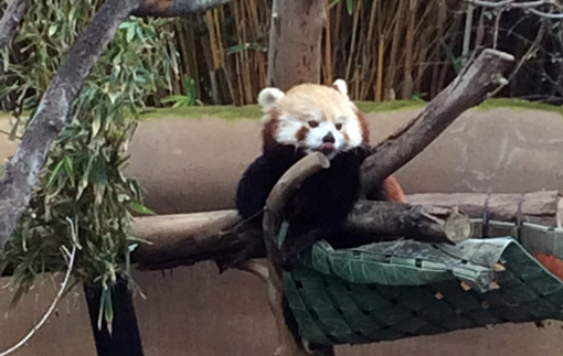 Zoo panda vermelho
