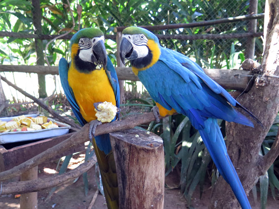 Fazenda Capoava, veja como é passar um final de semana lá. Fazenda Capoava Araras