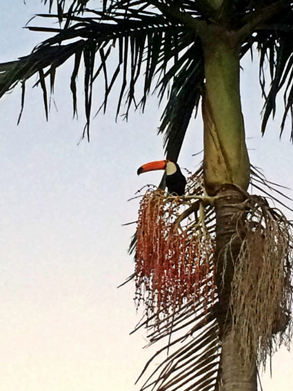 Fazenda Capoava, veja como é passar um final de semana lá. Fazenda Capoava Tucano