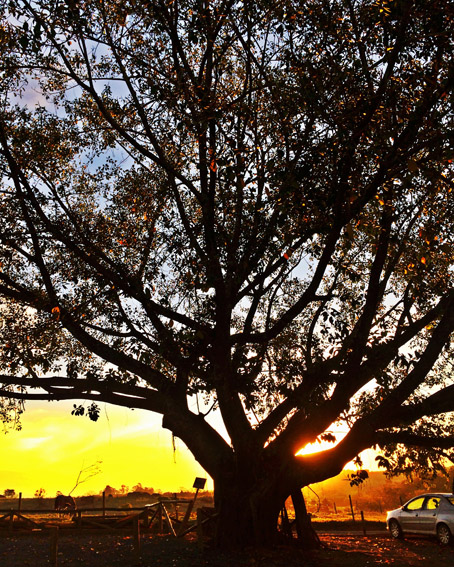 Fazenda Capoava, veja como é passar um final de semana lá. Fazenda Capoava arvore por do sol
