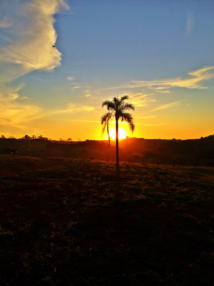 Fazenda Capoava, veja como é passar um final de semana lá. Fazenda Capoava coqueiro por do sol