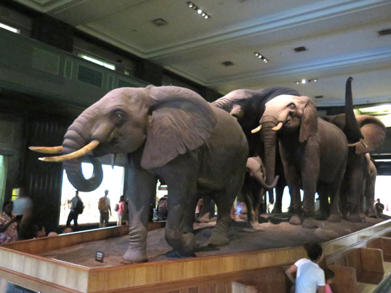 As Laranjinhas em NY - Elefantes do Museu de História Natural